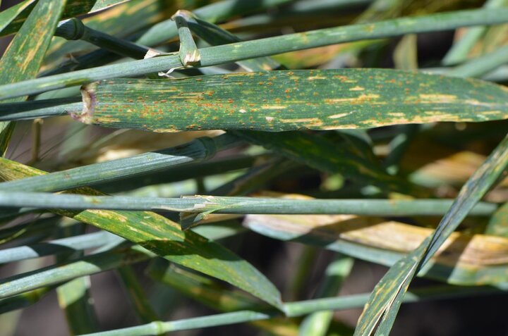 leaf rust on triticale