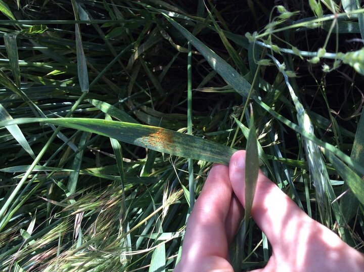 Leaf rust on a wheat leaf