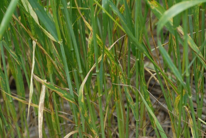 leaf spot on winter wheat in early spring