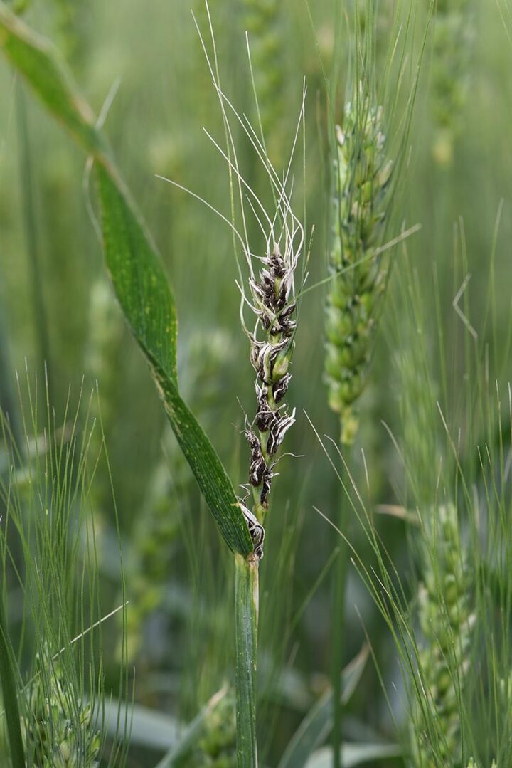 Loose smut in wheat