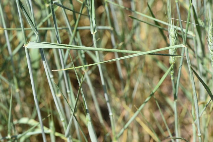 Wheat displaying moisture stress