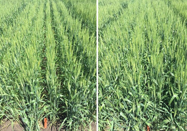 Results of two field nitrogen trials in wheat