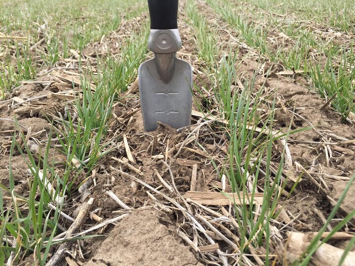 Late planted wheat