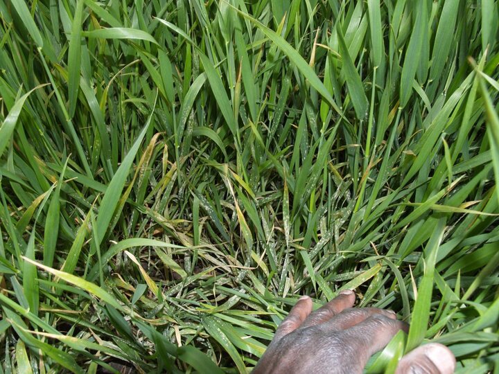 Powdery mildew on winter wheat in early spring