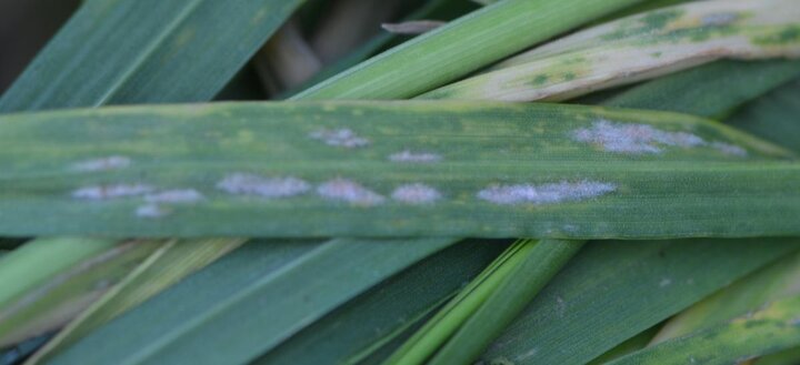 Powdery mildew in wheat