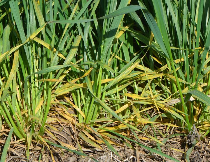 Powdery mildew in wheat