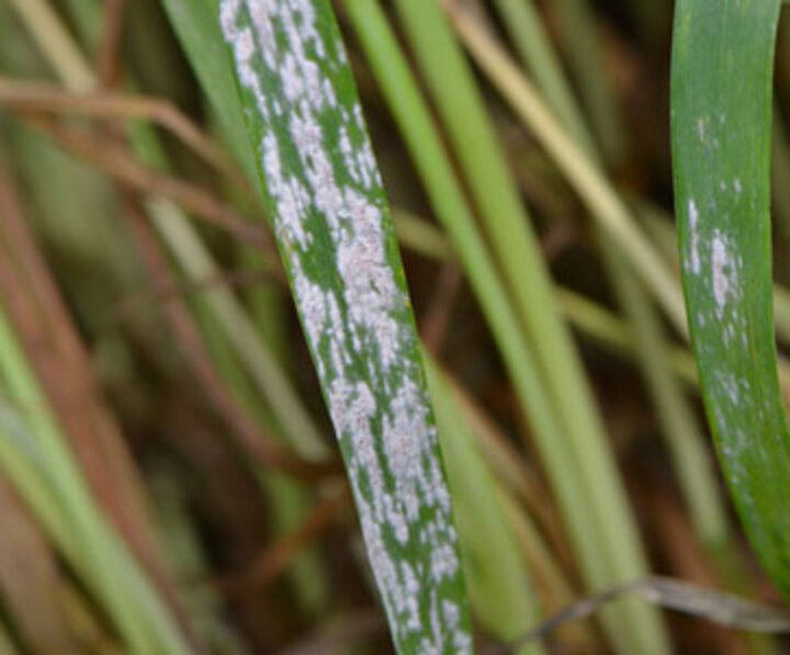 powdery mildew