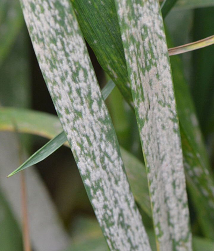 Powdery mildew in wheat