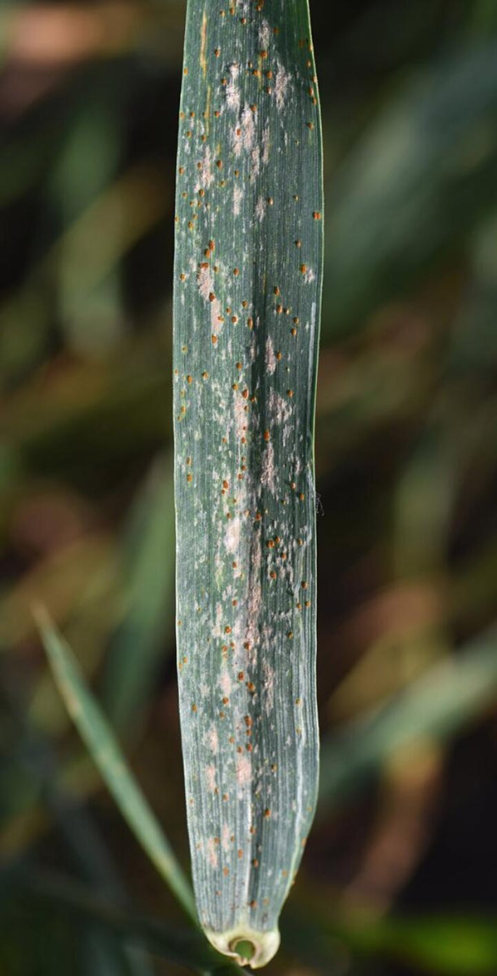 Powdery mildew and leaf rust on a leaf