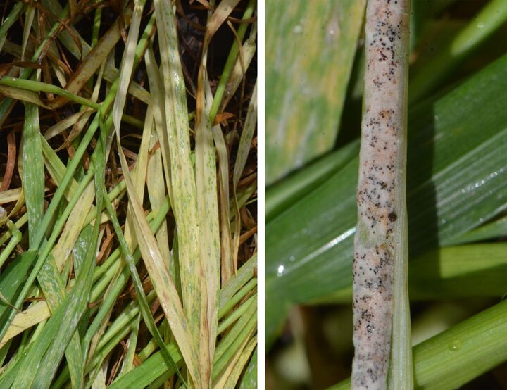 Powdery mildew in winter wheat