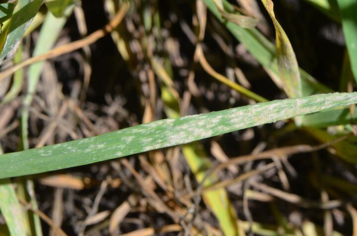 powdery mildew on winter wheat