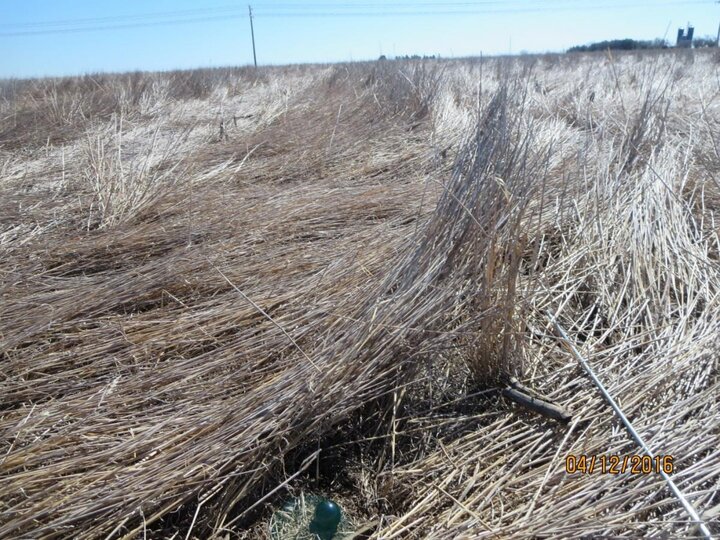 Wheat field with standing residue cut high