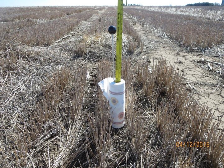 Wheat field with standing residue cut short at harvest