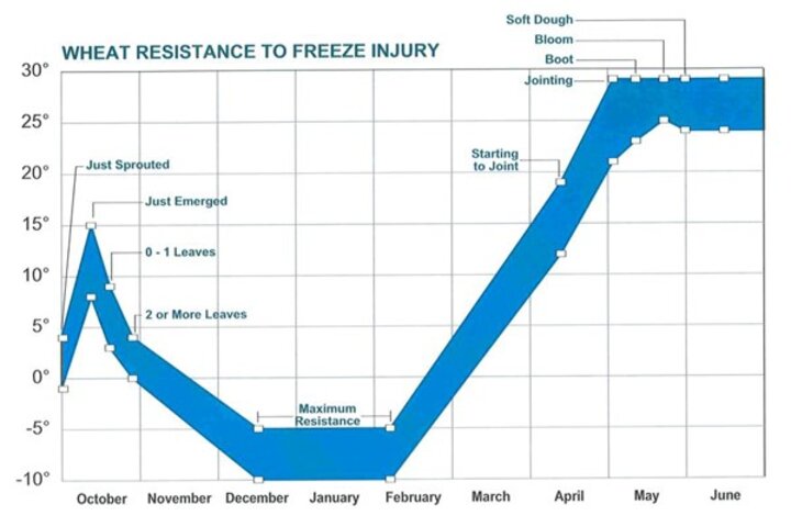 freeze injury to winter wheat