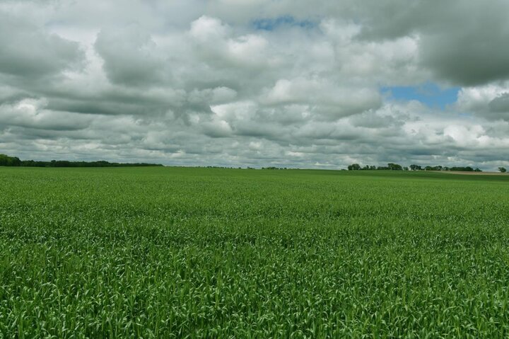 Field of lush green wheat in Saline County with some disease in the lower canopy