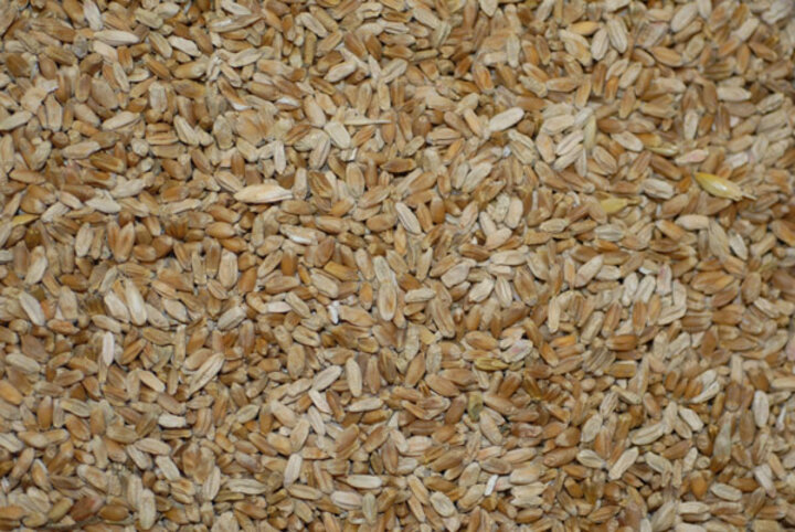 scabby wheat