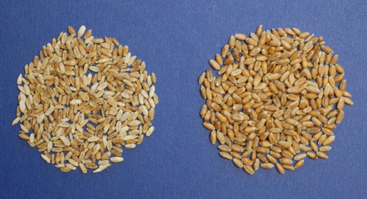 Wheat kernels that are scabby (left) and healthy