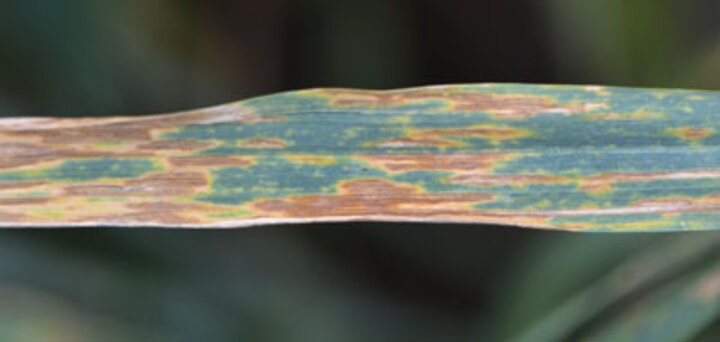 Septoria Tritici blight on wheat