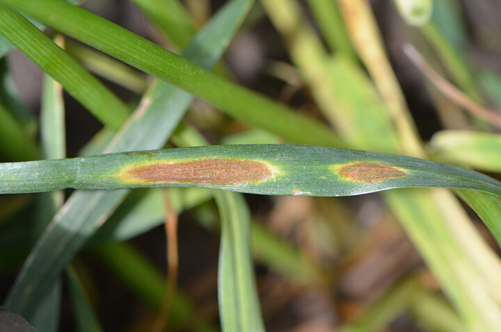 Septoria tritici blotch