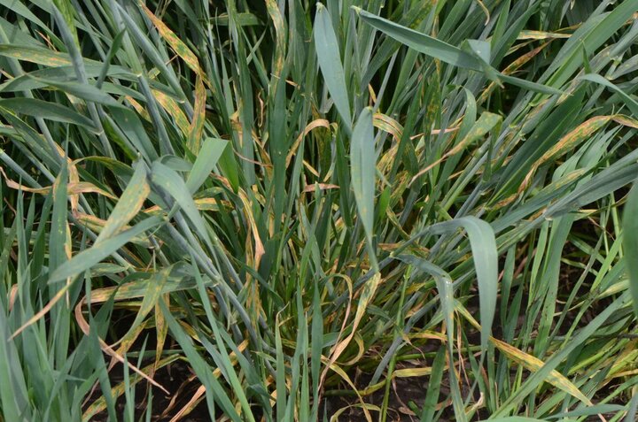 Wheat septoria leaf blotch