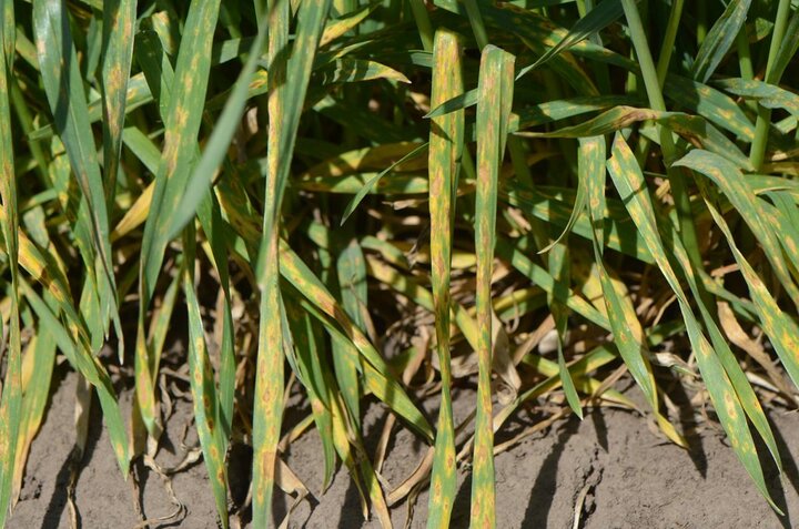 Septoria tritici blotch in wheat