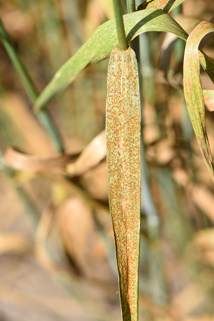 Severe wheat leaf rust