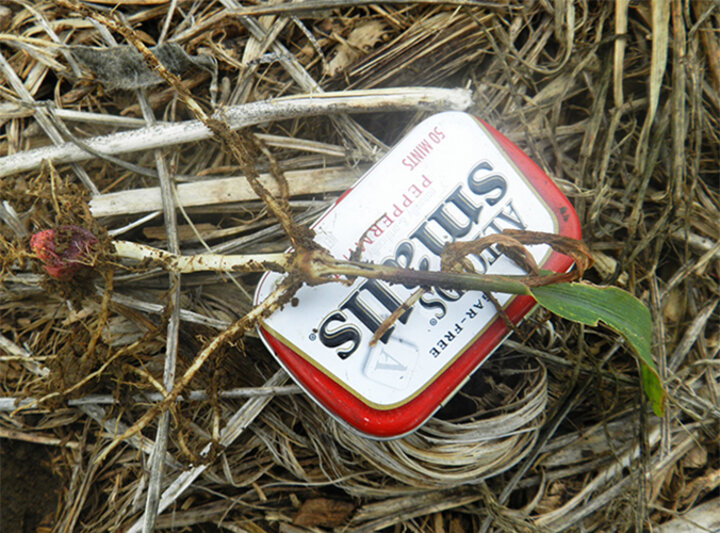 Close-up of wheat stem maggot damage in corn