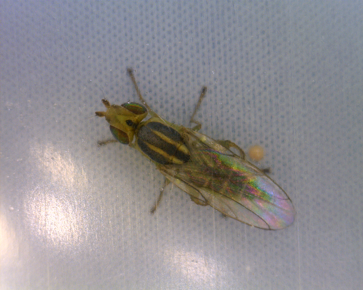 wheat stem maggot fly