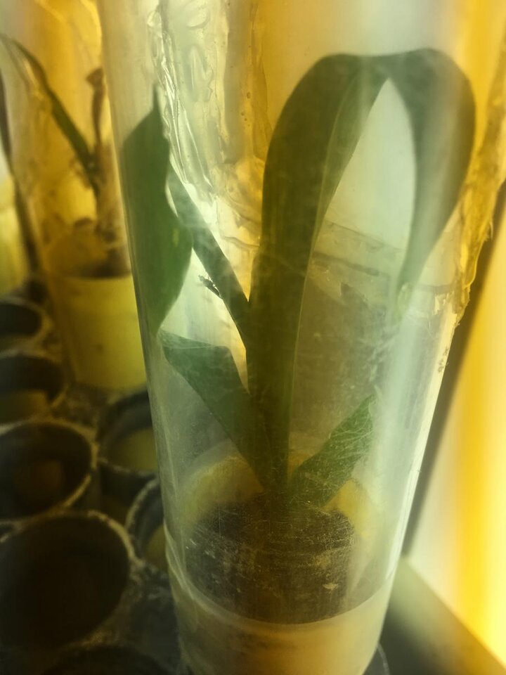 Wheat stem maggot trap