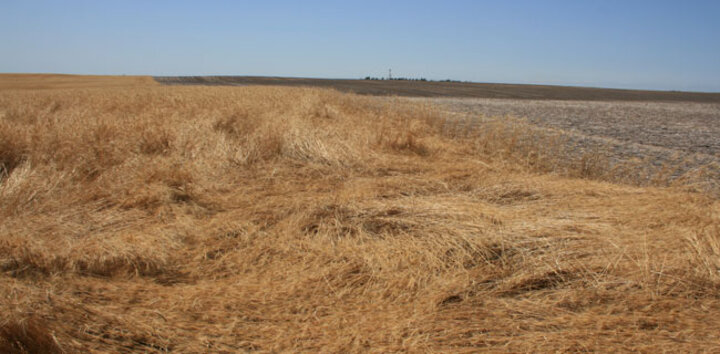 Wheat field downed by wheat stem sawflies