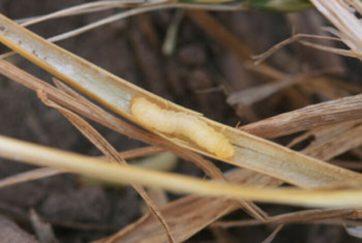 Wheat stem sawfly in a wheat stem