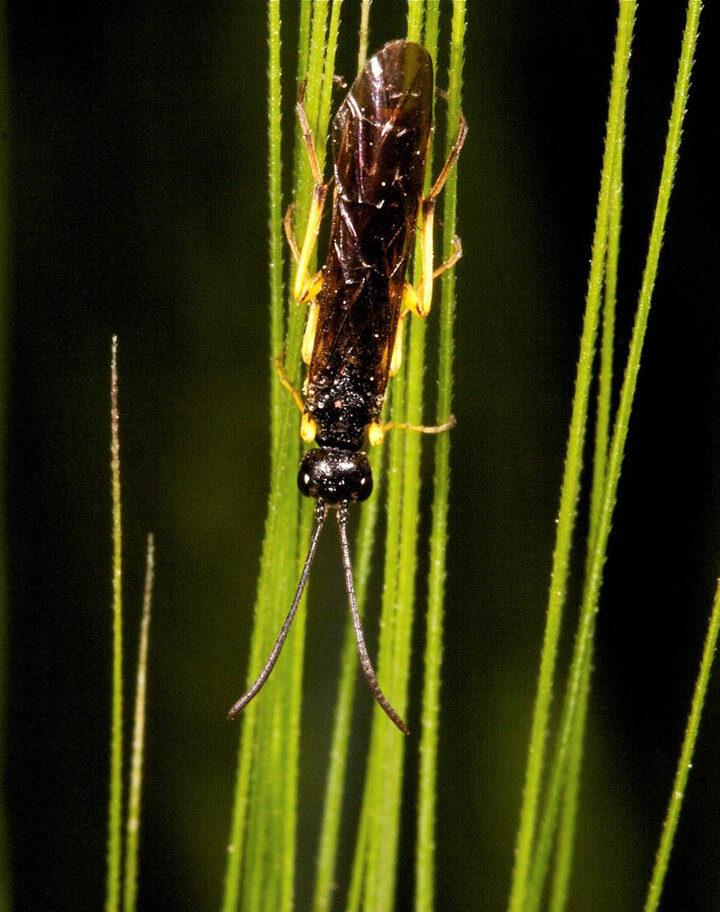 Wheat stem sawfly adult