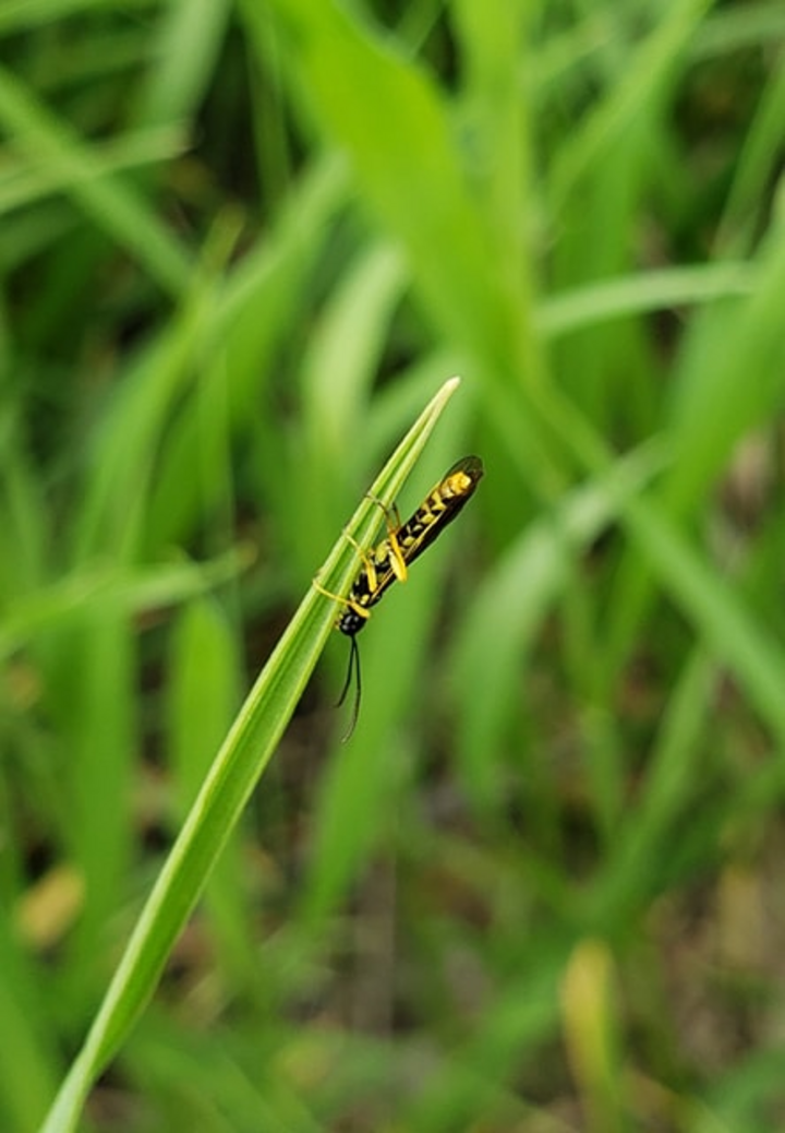 Wheat stem sawfly