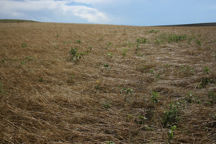 Wheat stem sawfly damage