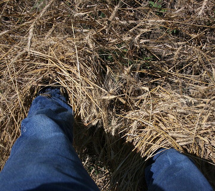 Wheat stem sawfly damage