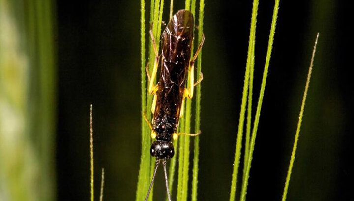 wheat stem sawfly on plant