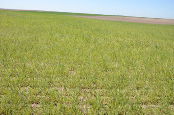 Wheat streak mosaic virus