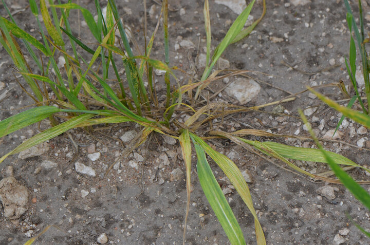 Wheat streak mosaic