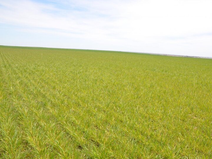 wheat field with wheat streak mosaic