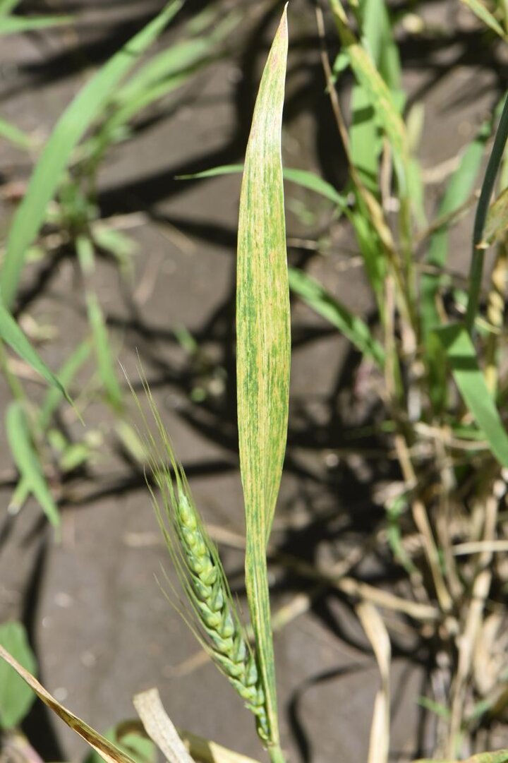 Wheat streak mosaic