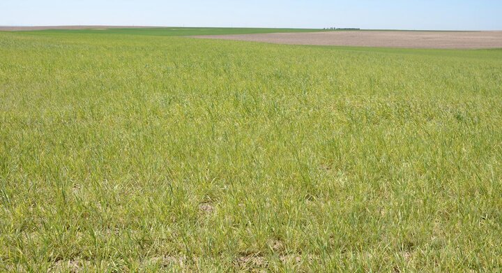 wheat field with wheat streak mosaic virus