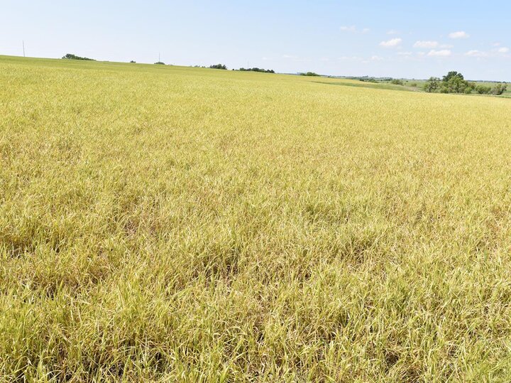 Field with wheat streak mosaic virus