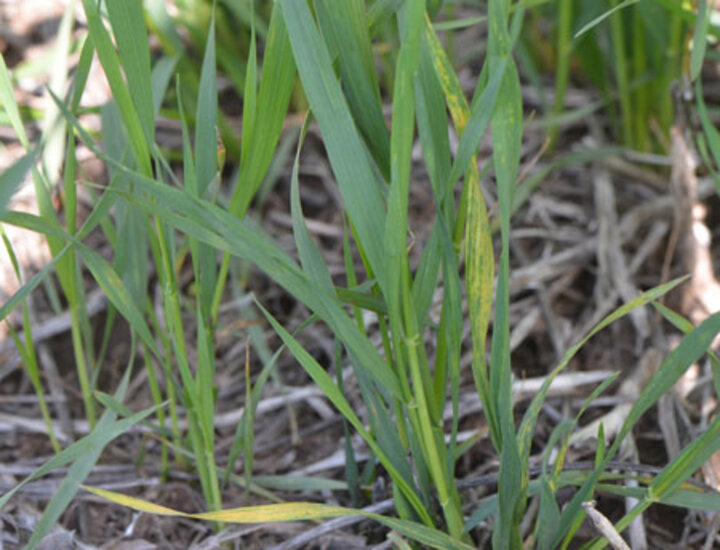 wheat streak mosaic