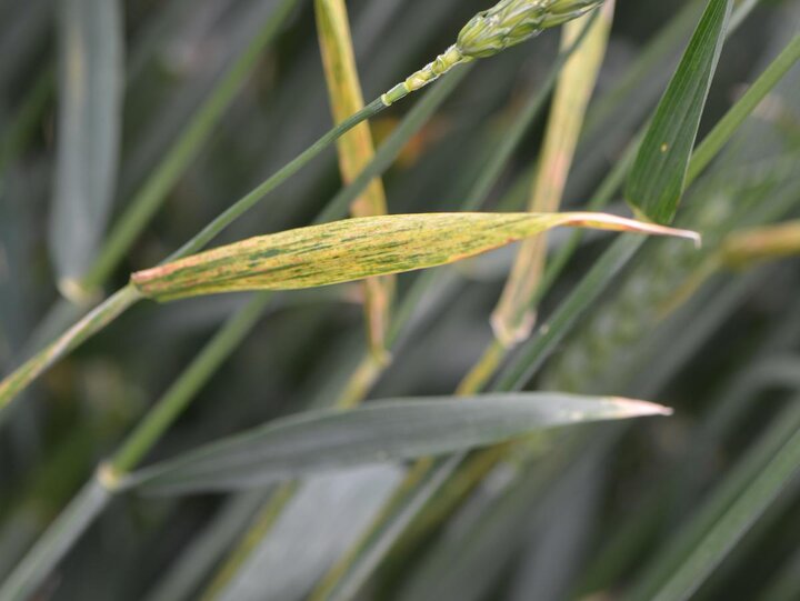 wheat streak mosaic