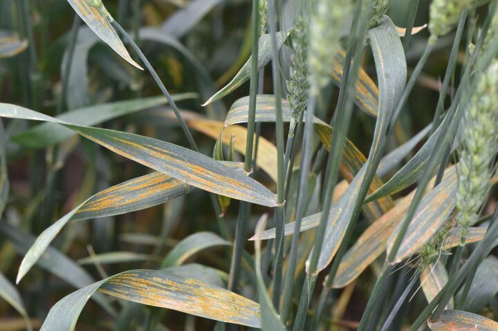 Stripe rust in wheat