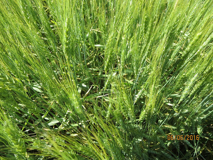 wheat stripe rust