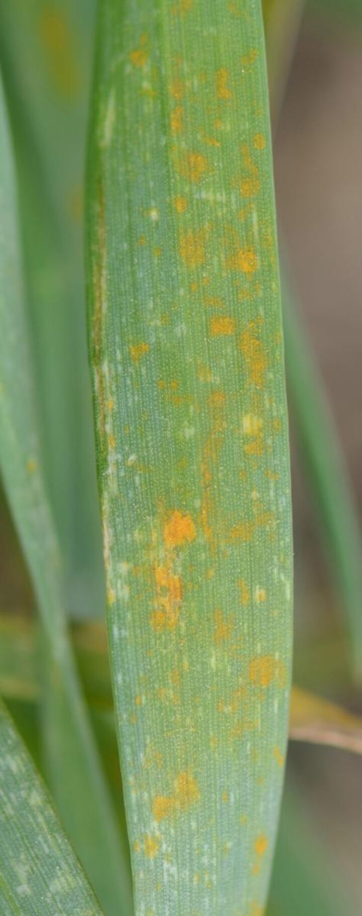 Wheat rust