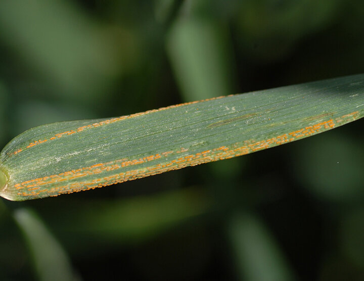 Stripe rust on a wheat leaf