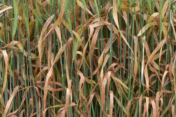 wheat stripe rust