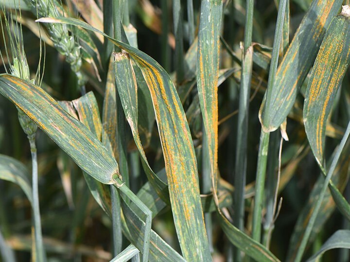 Stripe rust in wheat